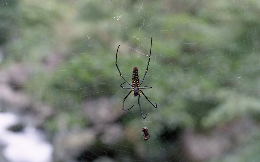 [FILM] TAIWAN FQ - hiking street OCT2016 - Nikon FM Kodak Ultramax 400 -024