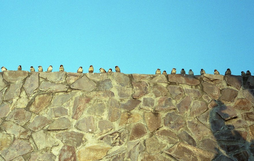 [FILM] TAIWAN - Jorge Kaohsiung - DEC2015 - Nikon F3 Kodak Ultramax 400 -007