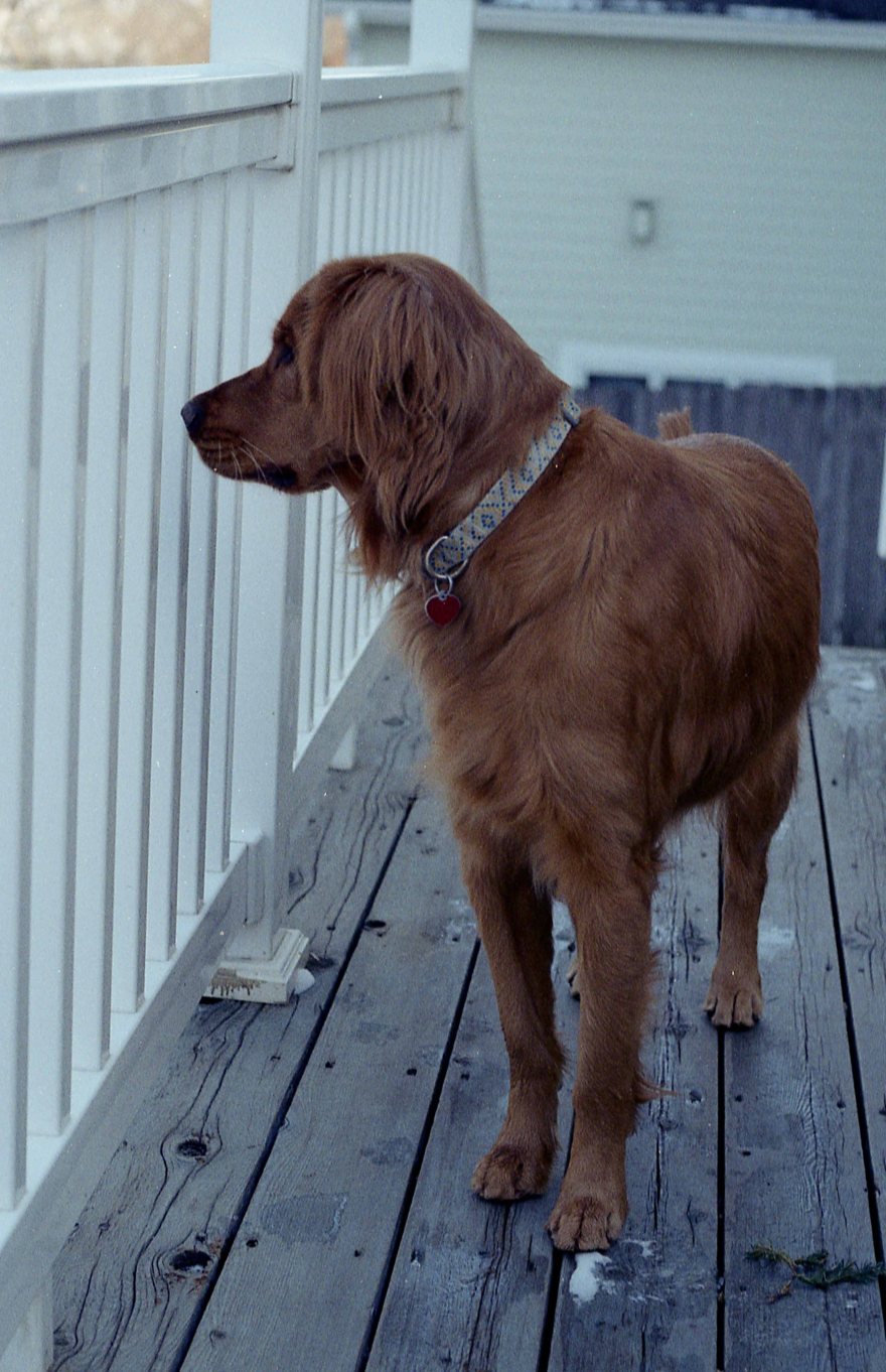 [FILM] USA christmas DEC2016 - Nikon FM (s) - Kodak Gold 200 -017