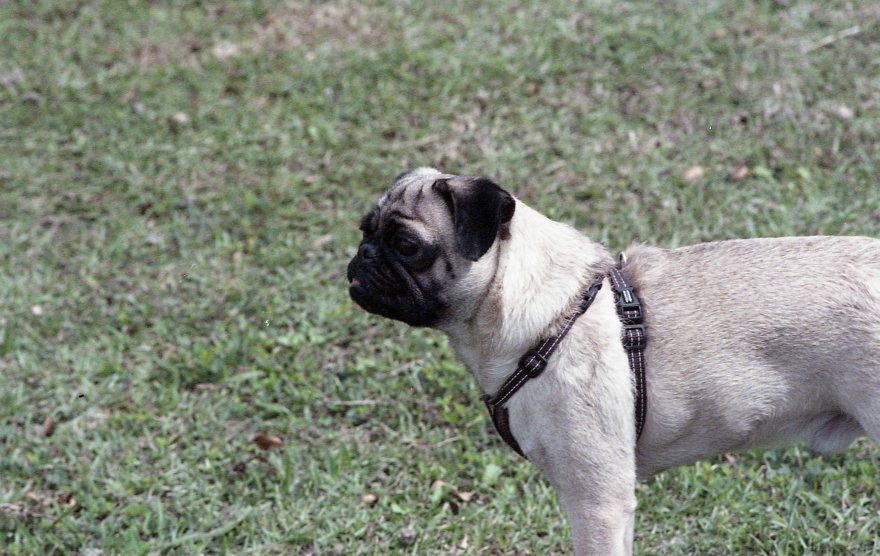 [FILM] US TAIWAN makiko iowa Nikon FM(B) Fujifilm Superia 800-001