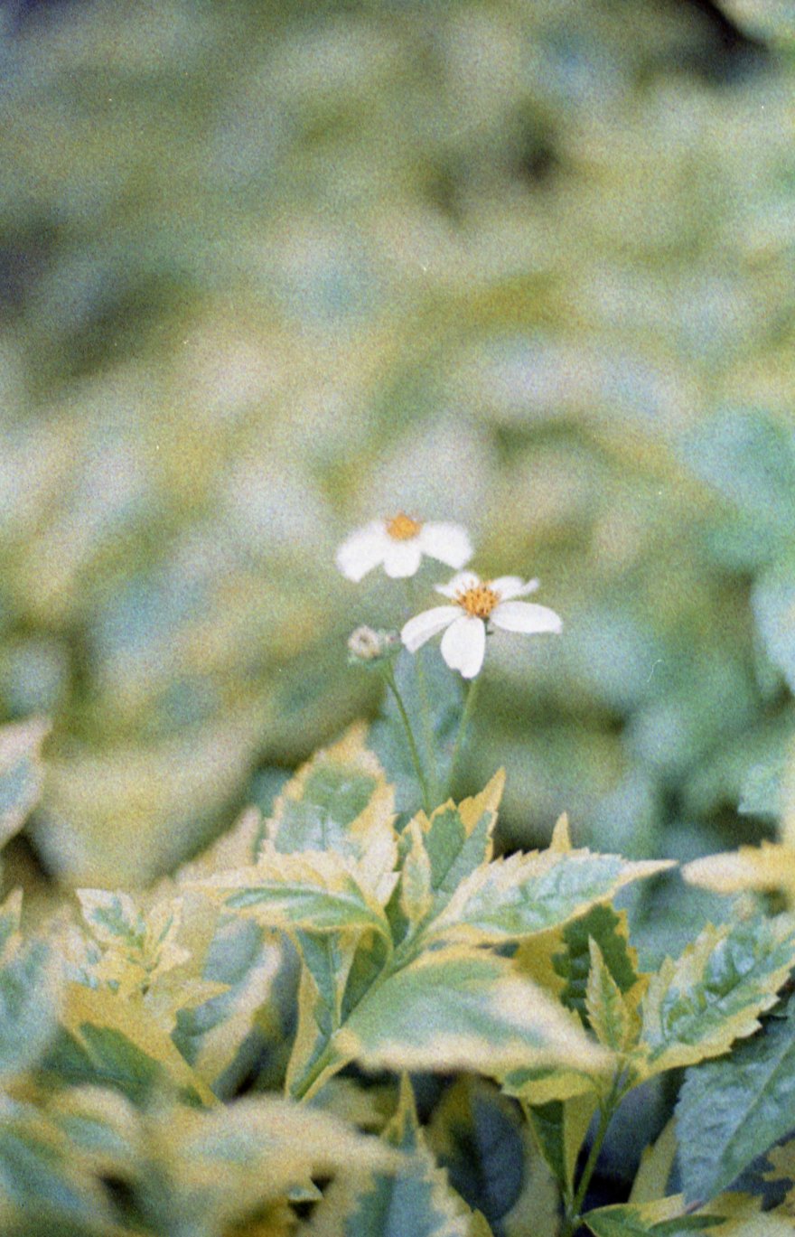 [FILM] TAIWAN Beach Taipei APR2017 Nikon FM(B) Adox Color Implosion 100 @200016