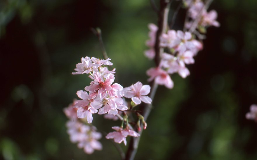 [FILM] TAIWAN friends sakura APR2017 Nikon F100 Fujicolor ProviaF 100005