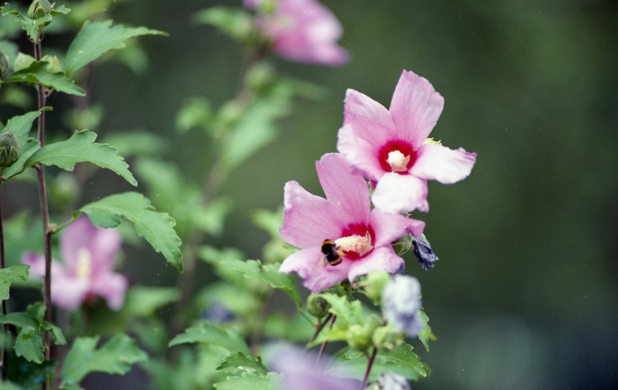 FRANCE - Pyrenees Camping JUL2017 Nikon FM2 - Kodak Ektar 100 -039